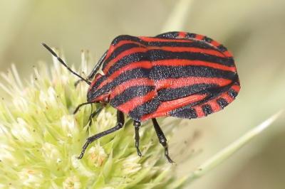 <i>Graphosoma italicum</i>