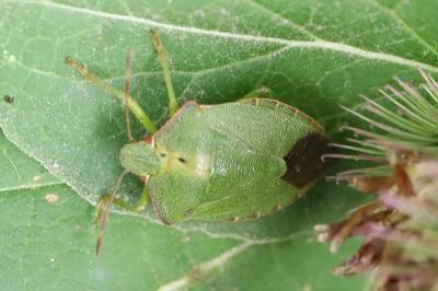 <i>Palomena prasina</i>