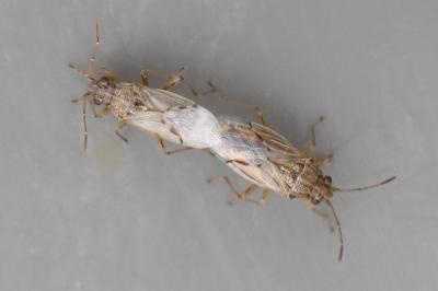 <i>Nysius</i>