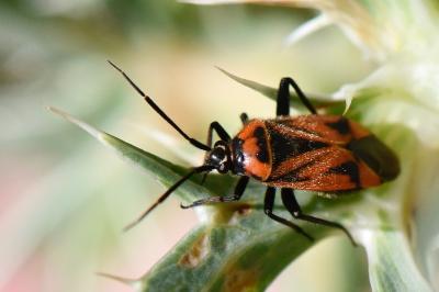 <i>Brachycoleus triangularis</i>