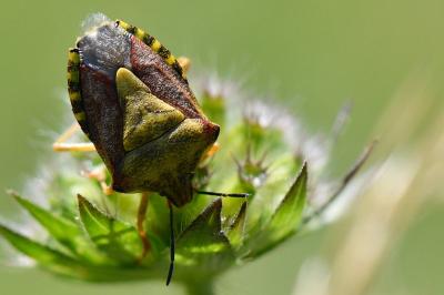 <i>Carpocoris purpureipennis</i>
