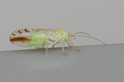 <i>Arytaina genistae</i>