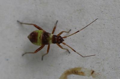 <i>Closterotomus fulvomaculatus</i>