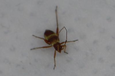<i>Closterotomus fulvomaculatus</i>