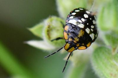 <i>Nezara viridula</i>