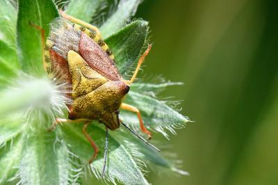 <i>Carpocoris purpureipennis</i>