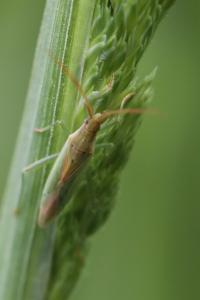<i>Stenodema</i>