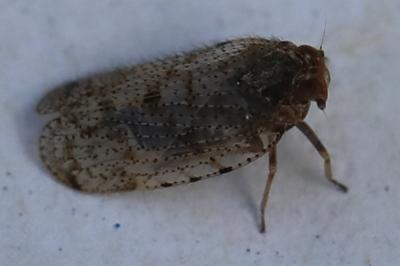 <i>Tachycixius pilosus</i>