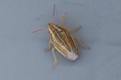 <i>Aelia acuminata</i>
