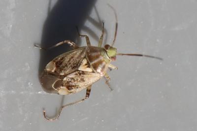 <i>Lygus rugulipennis</i>