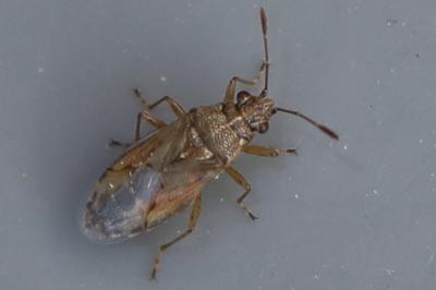 <i>Nysius</i>