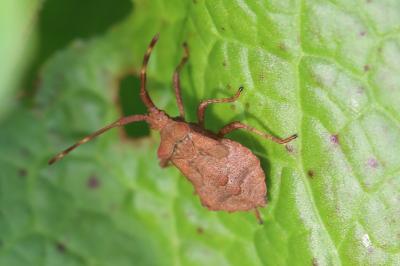 <i>Coreus marginatus</i>
