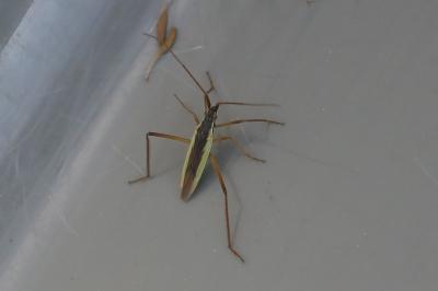 <i>Notostira</i>
