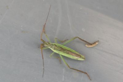 <i>Notostira</i>