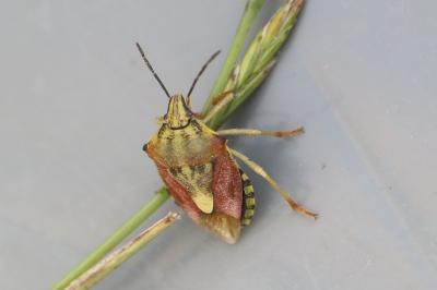 <i>Carpocoris purpureipennis</i>