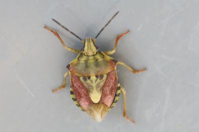 <i>Carpocoris purpureipennis</i>