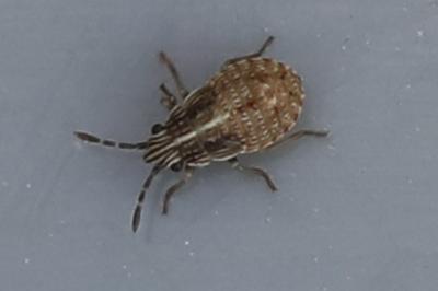 <i>Nysius</i>
