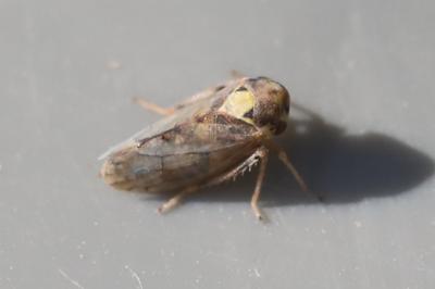 <i>Macropsis</i>