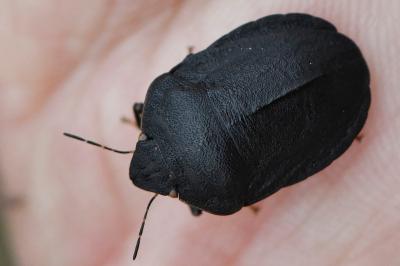 <i>Eurygaster austriaca</i>