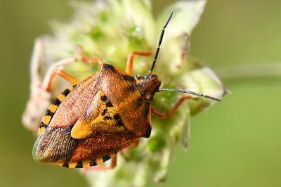 <i>Carpocoris purpureipennis</i>