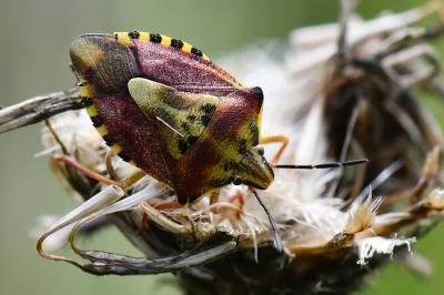 <i>Carpocoris purpureipennis</i>