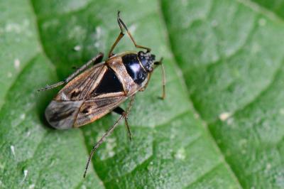 <i>Xanthochilus quadratus</i>