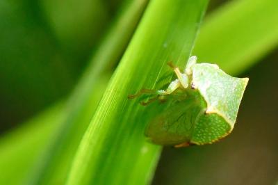 <i>Stictocephala alta</i>