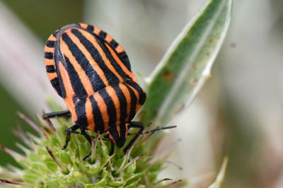<i>Graphosoma italicum</i>
