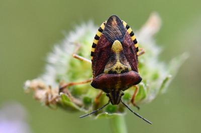 <i>Carpocoris purpureipennis</i>