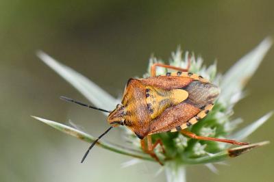 <i>Carpocoris purpureipennis</i>