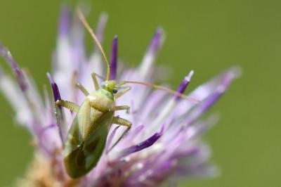<i>Adelphocoris lineolatus</i>
