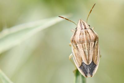 <i>Aelia acuminata</i>