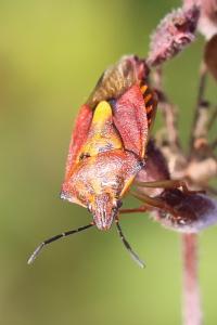 <i>Carpocoris purpureipennis</i>
