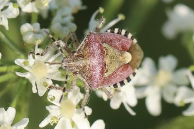<i>Dolycoris baccarum</i>