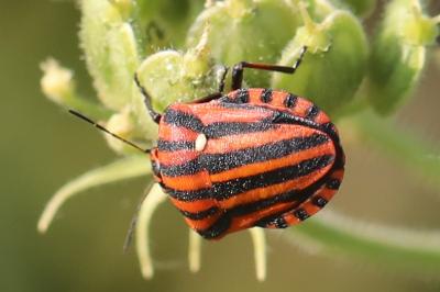 <i>Graphosoma italicum</i>