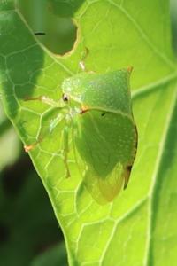 <i>Stictocephala alta</i>