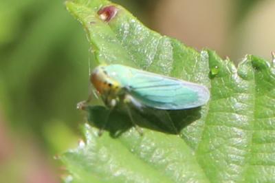 <i>Cicadella viridis</i>