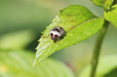<i>Stagonomus venustissimus</i>