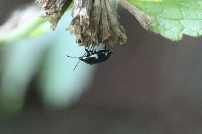 Tritomegas sexmaculatus