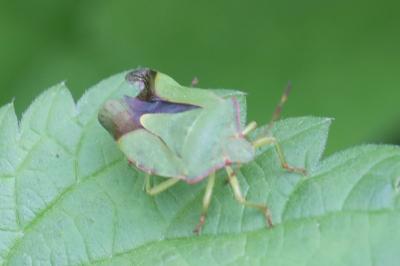 <i>Palomena prasina</i>