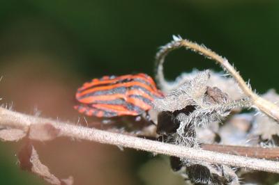 <i>Graphosoma italicum</i>