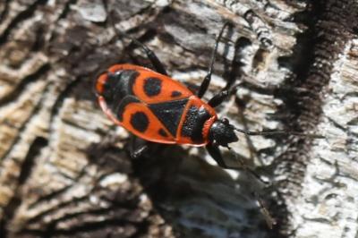 <i>Pyrrhocoris marginatus</i>