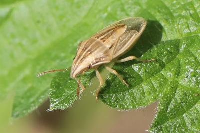 <i>Aelia acuminata</i>