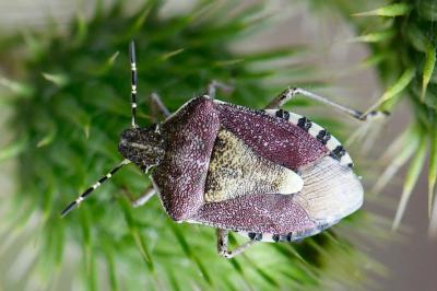 <i>Dolycoris baccarum</i>