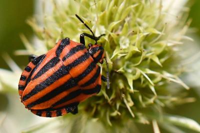 <i>Graphosoma italicum</i>