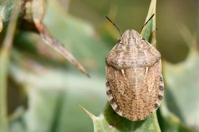 <i>Eurygaster maura</i>