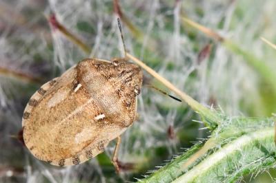 <i>Eurygaster maura</i>
