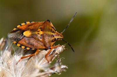<i>Carpocoris purpureipennis</i>