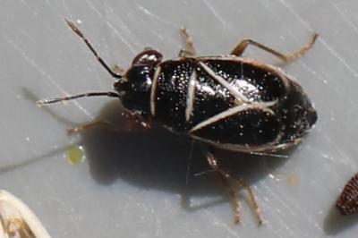 <i>Geocoris grylloides</i>