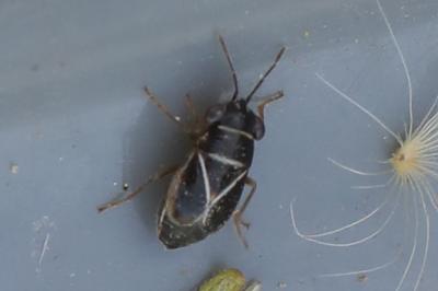 <i>Geocoris grylloides</i>
